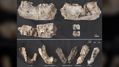 2.6 million-year-old jaw from extinct 'Nutcracker Man' is found where we didn't expect it