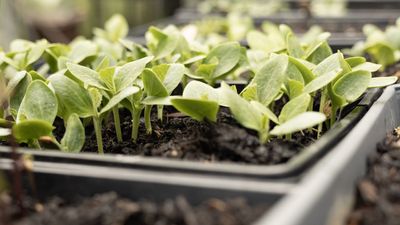 Stop Early-Season Sowings from Failing – 5 Steps for Strong, Reliable Seed Starts