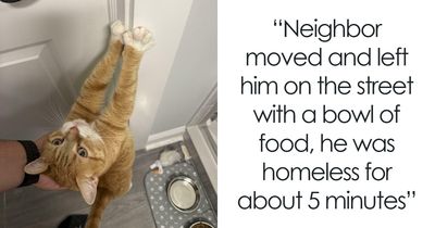 “One Orange Brain Cell”: 38 Adorable Photos Of Orange Cats Being Their Hilarious Selves (New Pics)