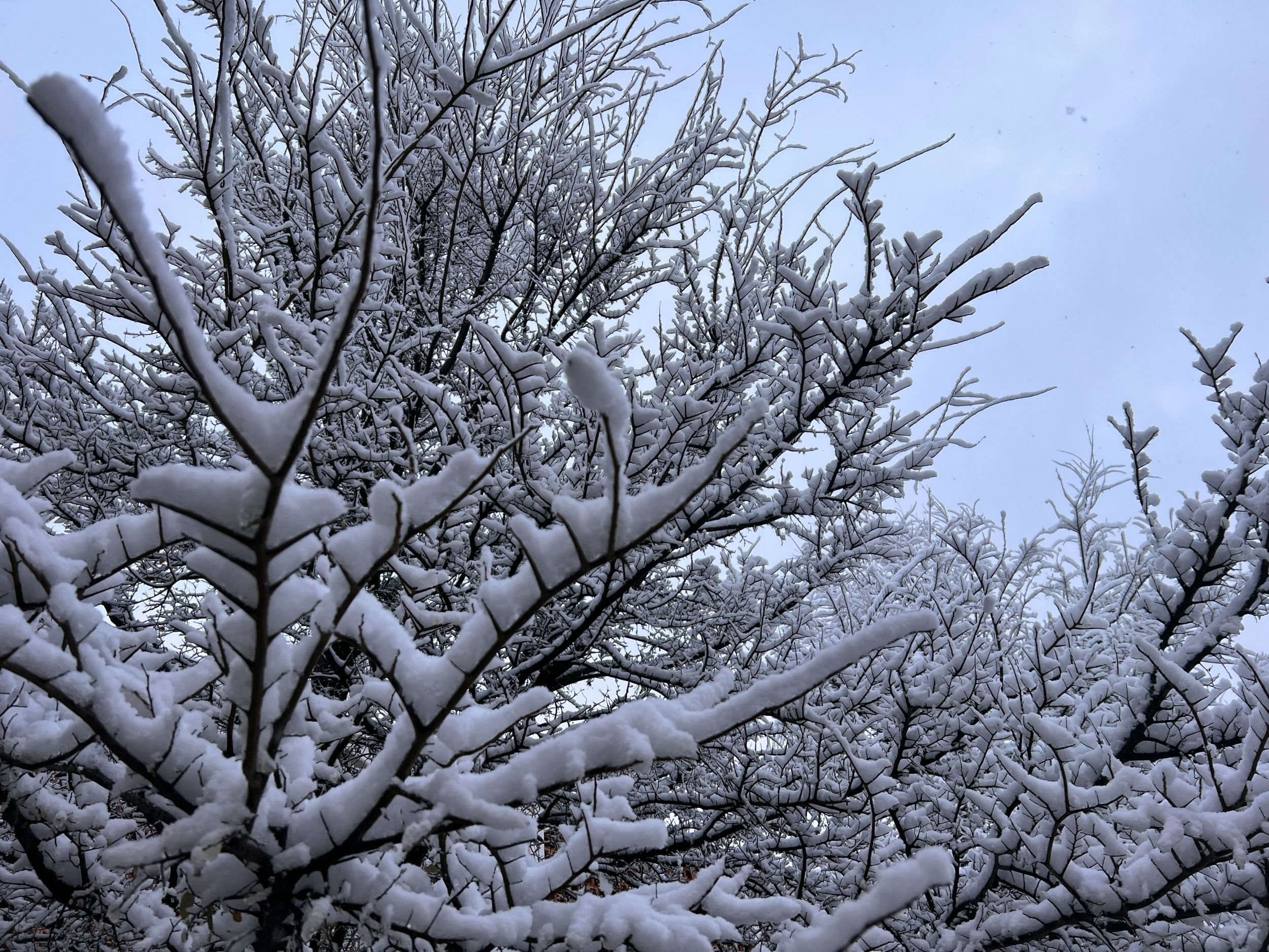 Exploding Trees Trend Grows as Extreme Cold Raises…