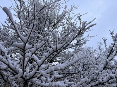 Exploding Trees Trend Grows as Extreme Cold Raises Winter Risk Concerns — Fact or Fiction?
