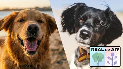 Real vs AI: Can you tell the difference with these 7 photos?