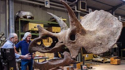 "Like a fantastic beast sprung from Dante's Inferno": Meet the 67-million-year-old Triceratops skull named after Ozzy Osbourne