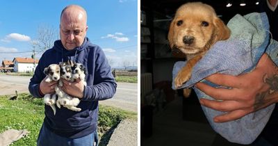 Inside Serbia’s Largest Shelter, A Small Team Is Caring For Over A Thousand Animals (37 Pics)