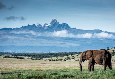 The ultimate safari guide — from Kenya to Rwanda (and everywhere in between)