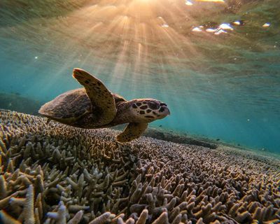 A bid to clean up shipping industry intensified a coral bleaching event on Great Barrier Reef, study says
