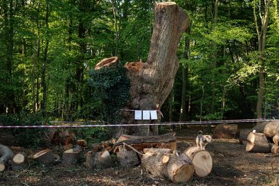 Toby Carvery owner faces eviction after felling 500-year-old oak tree