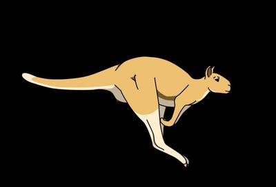 Kangaroos’ giant ancestor probably able to hop despite 250kg weight, scientists say