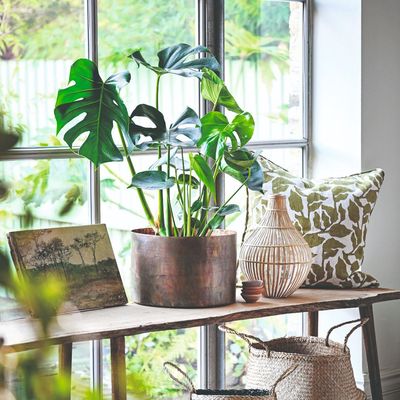 5 houseplant trends you need on your radar for 2026 – it's all about bold planting with minimal maintenance, according to experts