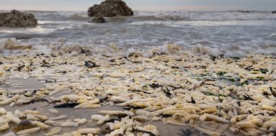 Why do onions and chips keep washing up on England’s south coast? Here’s the science