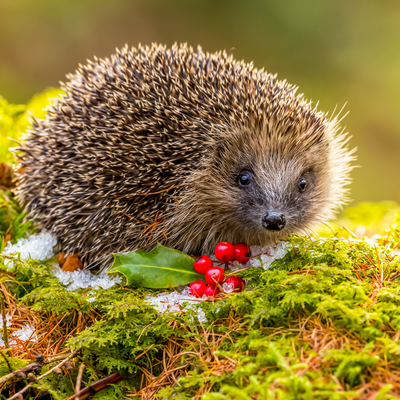The everyday garden tidy-ups and jobs you don't think twice about doing could be harming birds, hedgehogs and other creatures without you knowing