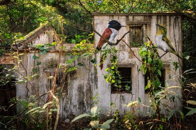 Across the forgotten walls of a Hong Kong island, a flock of bird murals rises