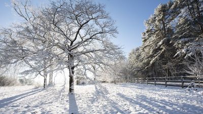 Arctic blast probably won't cause trees to explode in the cold — but here's what happens if and when they do go boom