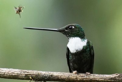 An ancient forest is the last stand for a tiny hummingbird facing extinction