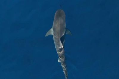 Scientists confirm ‘sharktober’ is real as decades of data reveal month when attacks spike