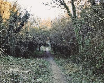 Country diary: Mammoth and bear, replaced by mattress and beer can