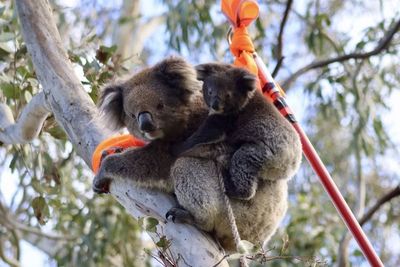 The dilemma facing Australia’s koala conservationists – too many koalas