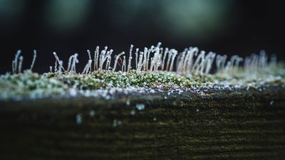 7 “Too Late” Winter Garden Mistakes and How to Undo Them