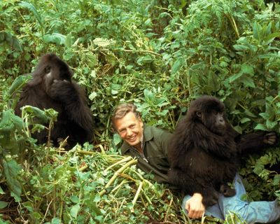 From Attenborough’s gorilla mayhem to TV’s first gay kiss: the 100 biggest moments from a century of television