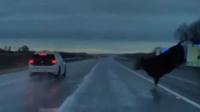 Driver Narrowly avoids Cow after it Jumps Barrier and enters oncoming traffic on busy motorway