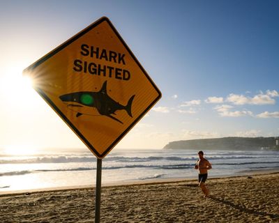 Shark attacks may be rare, but being rational about the risk of a swim can’t completely quell the fear