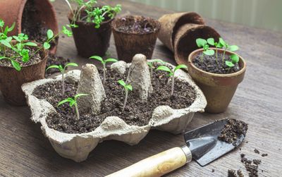 10 Dollar‑Store Gardening Items That Actually Work