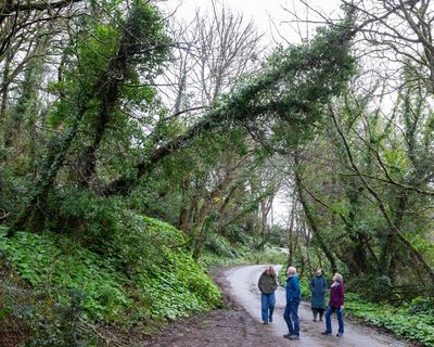 ‘Cornwall isn’t resilient enough’: towns struggle with broadband outage after Storm Goretti