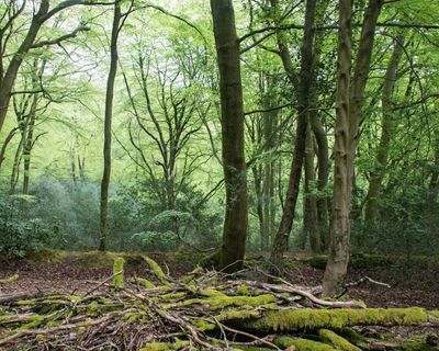 In praise of Paul Evans, a post-pastoral shaman