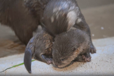 Adorable otter pup gets swimming lessons from mother at zoo