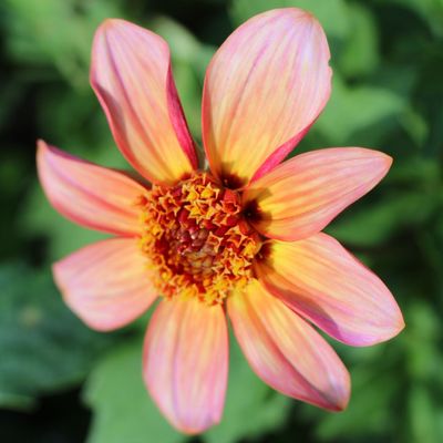 This short window is the best time to buy dahlias, according to experts – don’t leave it too late to get your hands on the most striking varieties