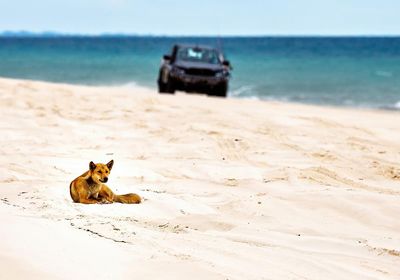 Canadian backpacker’s death poses question for Queensland’s K’gari: can dingoes and tourists coexist?