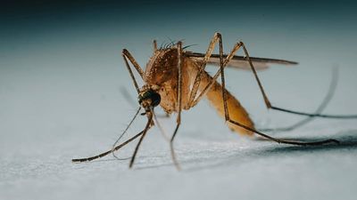Brazilian mosquitoes grow increasing appetite for human blood as Atlantic forest shrinks