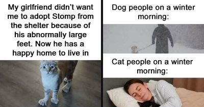 50 Times Cats Were So Ridiculous They Became Memes