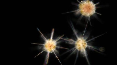 Race to patent plankton genes raises concerns over control of ocean’s riches