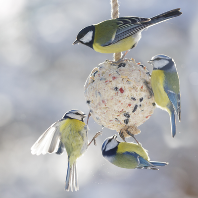 6 things people who attract lots of birds to their gardens always have, according to wildlife experts
