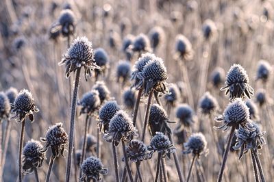 9 Plants That Look Dead in Winter but Come Back Strong