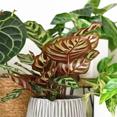 This is the best way to propagate calatheas and bag yourself some free houseplants – and no, it isn’t from cuttings