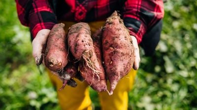 Did You Know You Can Grow a Sweet Potato in Water – and Get a Dozen New Plants for Free? Here's How in 7 Easy Steps