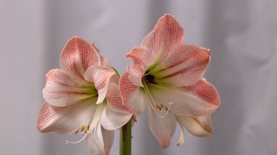 This is What Your Amaryllis Needs in January – for Even Better Blooms Next Year