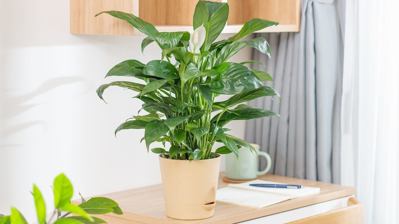 The one place you should never put a peace lily — and…