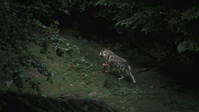 Wolf pack forces Italian airport to close: How this region is struggling with coexistence