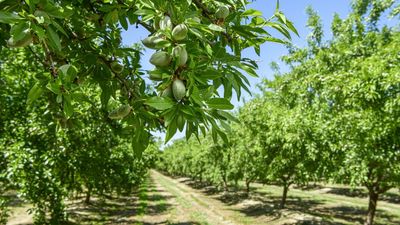 Pruning Almonds Is Essential for Strong Trees and Stunning Blooms – and It All Starts From the Moment You Plant It