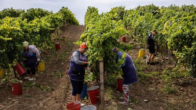 Southern Ukraine’s winemakers continue production, as war rages on in the region