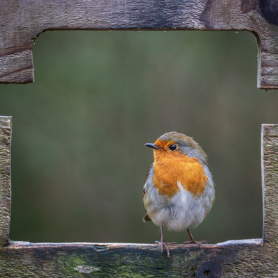 Wildlife experts want you to dig a patch of soil in your garden this month – robins will thank you for it