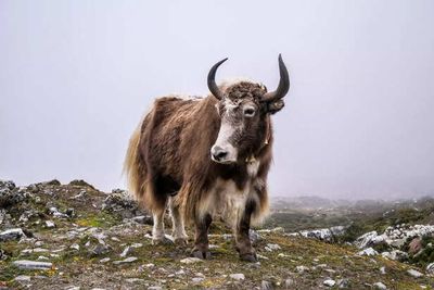 Yak Milk Health Benefits You Didn’t Know About