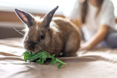 Thinking of a Pet Rabbit Here’s How to Care for Their Space Diet and Health