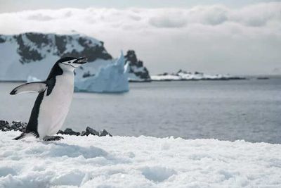 Not All Penguins Follow the Crowd: The Story of One That Didn’t