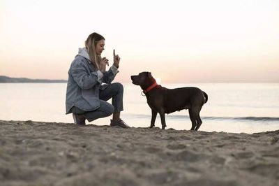 Do Dogs Understand Our Words or Just Our Voice? The Truth Might Surprise You