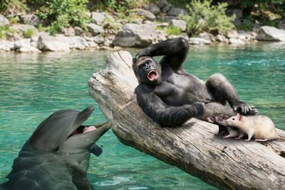 4 Surprisingly Cute Animals That Laugh Like Humans, Says Science