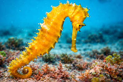 5 Animals Where the Male Gives Birth - Nature’s Biggest Twist